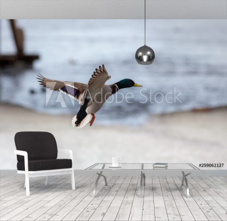 Picture of Duck in flight